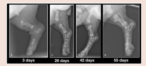 fig-4-x-ray-of-puppies-hind-legs