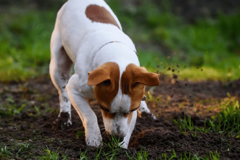gravende-hond